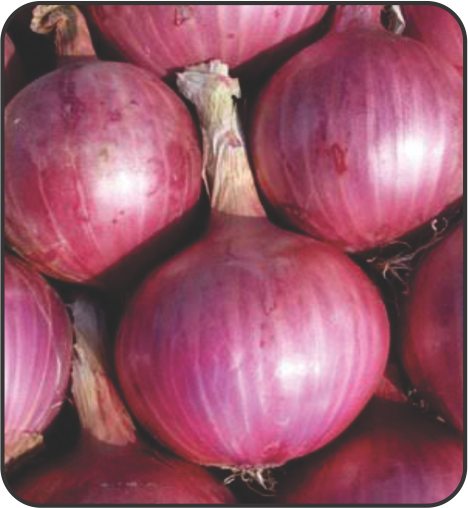 Panchganga Royal King (Summer Season) — Yogesh Onion Seeds