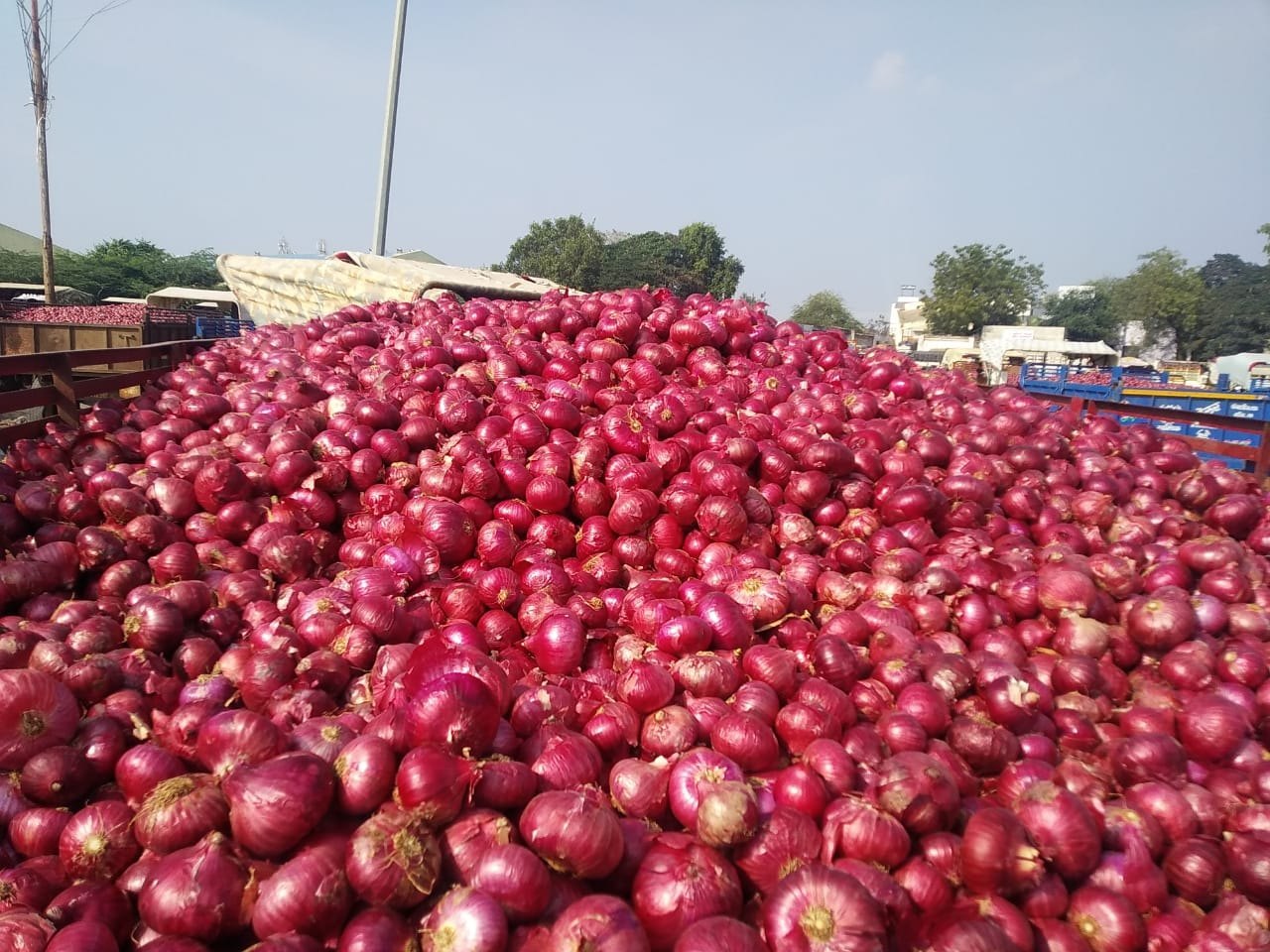 Prashant Phursungi (Summer Season) — Yogesh Onion Seeds