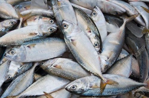 Sea Water Fish Delivery — C VIBES MULTI VENTURE LLP